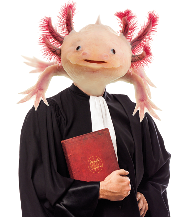 one caucasian lawyer man in studio on white background